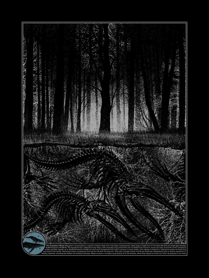 Megaptera Novaeangliae - custom framed artwork