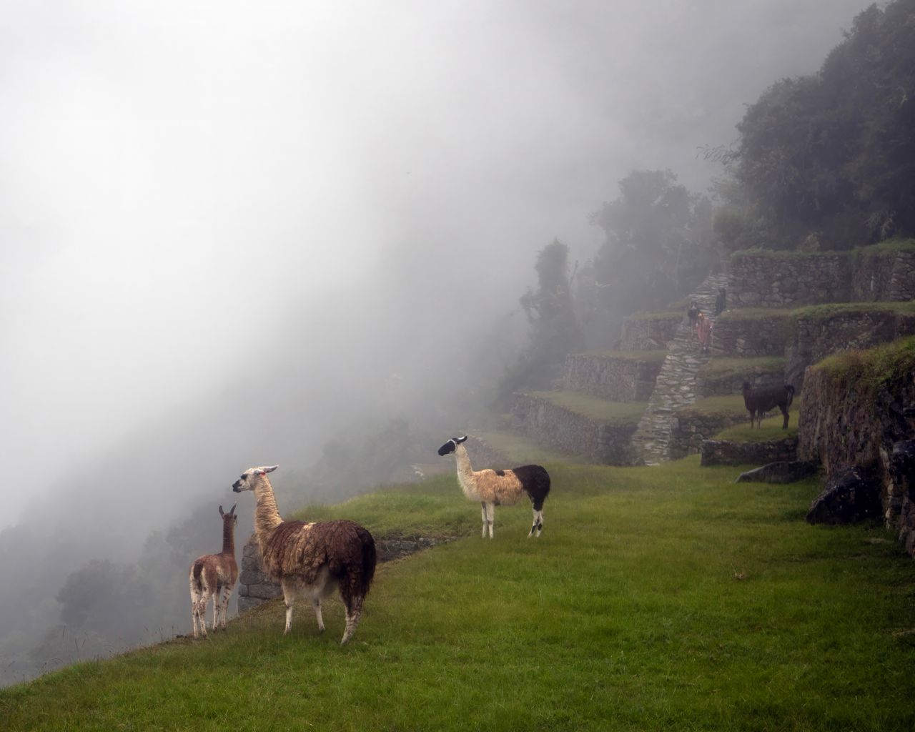 The Mystique of Machu Picchu 5 - custom framed artwork