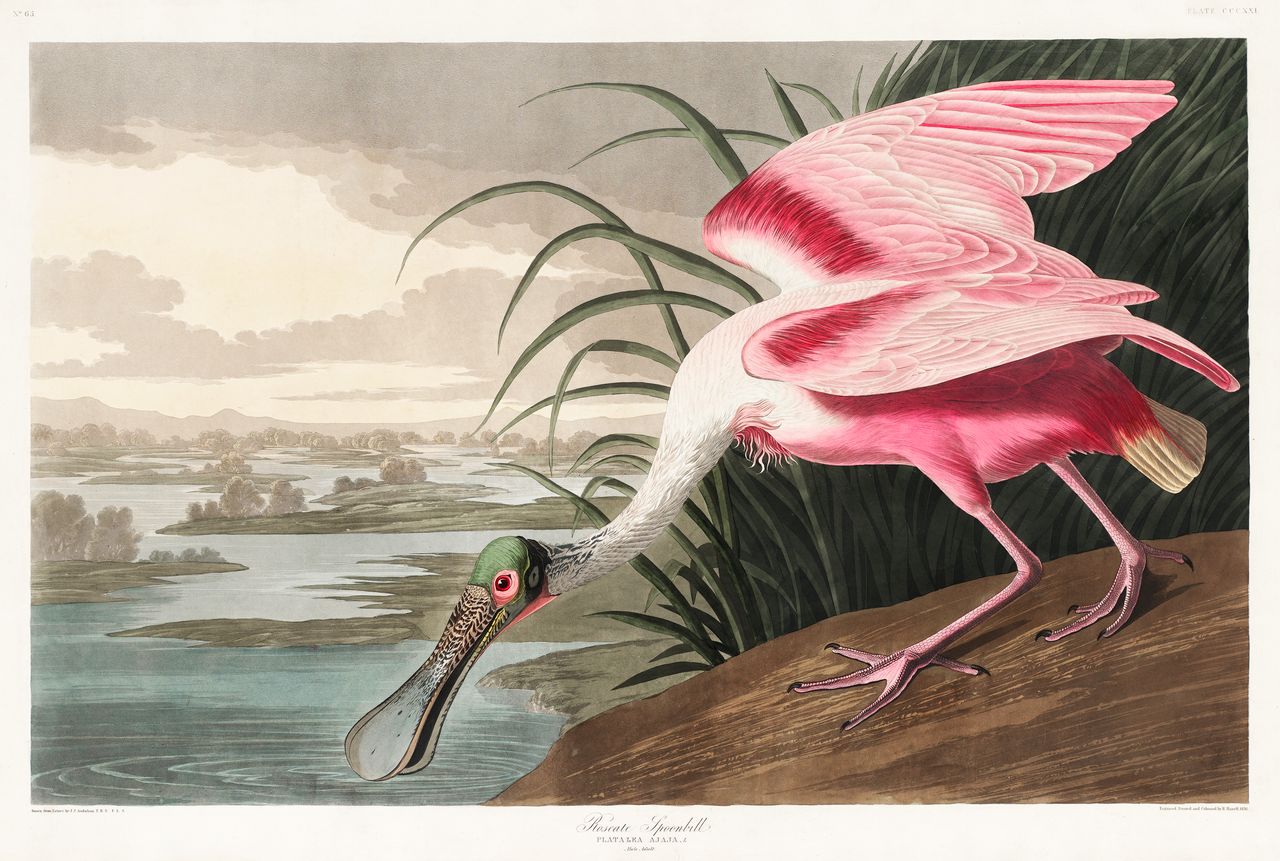 Roseate Spoonbill  - custom framed artwork