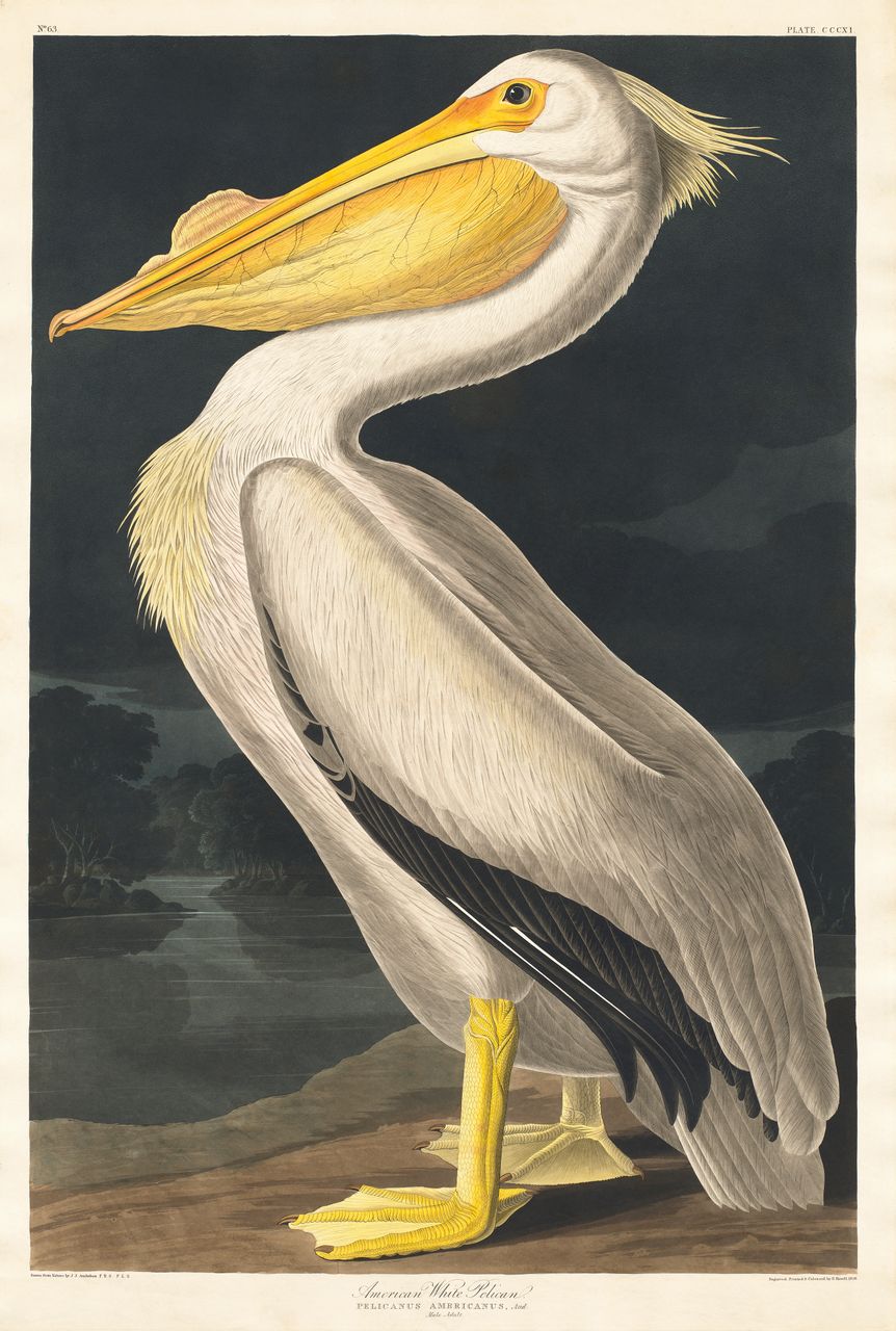 American White Pelican - custom framed artwork