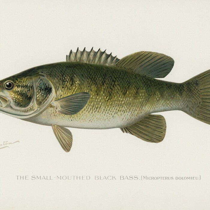 Small Mouthed Black Bass - framed artwork