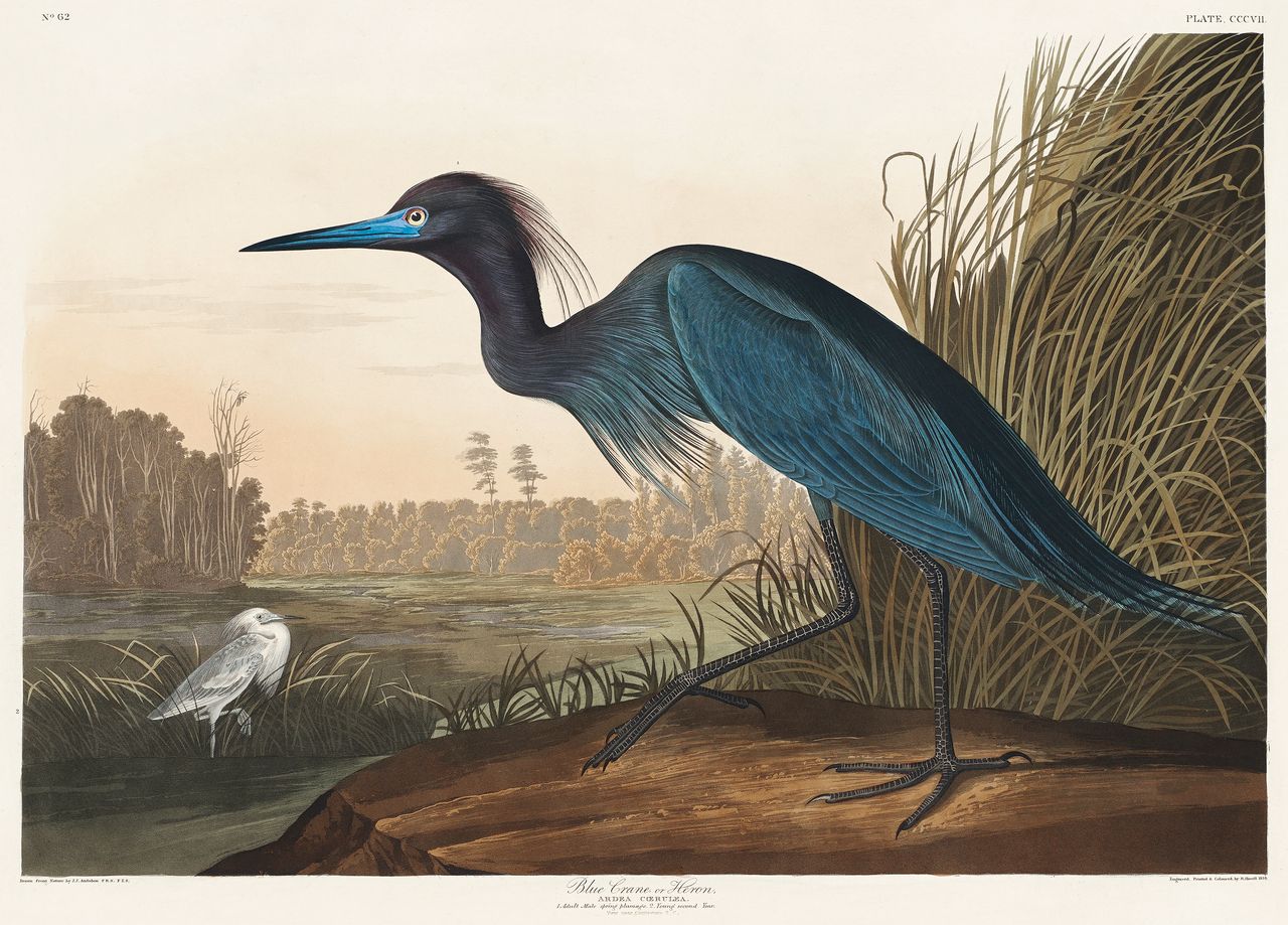 Blue Crane or Heron - custom framed artwork