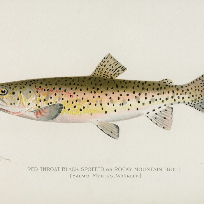 Rocky Mountain Trout - framed artwork